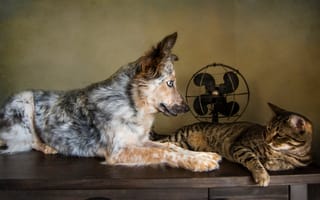 Картинка кошка, друзья, австралийская овчарка, собака, вентилятор