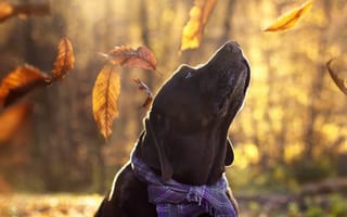Картинка листья, aaron, друг, собака, maria luisa milla, осень, взгляд, лабрадор