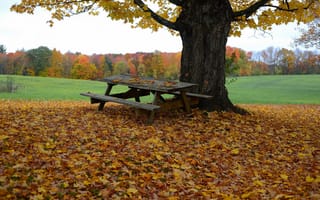 Картинка дерево, листья, стол, осень, скамья
