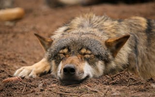 Картинка природа, спит, quiet-bliss, волк