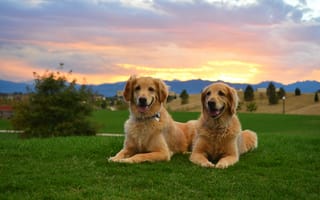 Картинка трава, двое, закат, cобака, золотистый ретривер, собаки