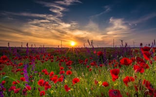 Картинка небо, поле, пейзаж, цветы, неба, sunshine, болгария, утро, вс, маки, равнина, природа, poppies, облака, солнце, трава