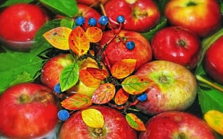 Картинка вода, ветка, листья, ягоды, яблоки, осень, фрукты