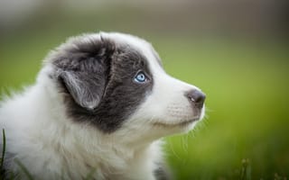 Картинка портрет, австралийская овчарка, голубые глаза, щенок, аусси, серый, размытость, собака
