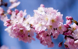 Обои небо, цветение, лепестки, цветы, розовый, сакура, весна, вишня