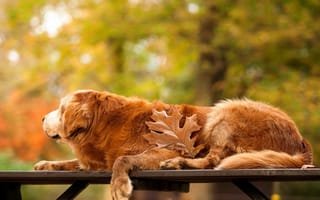 Обои осень, лист, скамейка, собака, золотистый ретривер