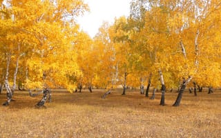 Картинка деревья, листья, березы, природа, пейзаж, казахстан, лес, осень