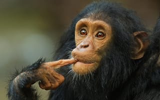 Картинка животные, шимпанзе, мыслитель, обезьянка