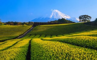 Обои горы, пейзаж, гора фудзи, чайные плантации, снег, чайная плантация, природа, фудзияма, япония, гора