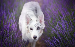 Картинка цветы, лаванда, взгляд, бордер-колли, princess cirilla in lavender, собака, alicja zmysłowska