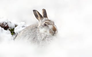 Картинка снег, шотландия, горный заяц, зима, природа, raymond leinster, заяц, белый