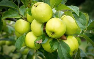 Картинка дерево, яблоки, плоды, капли, яблоня, листья, фрукты, макро