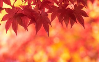 Картинка листья, осень, клен, багряный