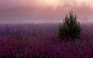 Картинка цветы, розовые, дымка, елка, фиолетовые, поляна, сиреневые, туман