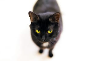 Картинка кот, кошачий взгляд, усы