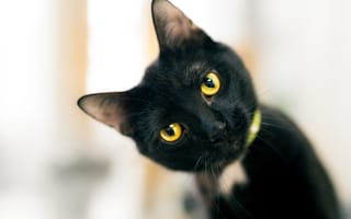 Картинка кот, кошачьи глаза, взгляд