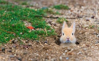 Картинка трава, нора, заяц, кролик