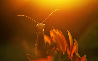 Картинка солнце, макро, растение, лучи, цветок, насекомое, богомол