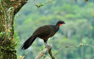 Картинка птица, бразилия, itatiaia national park, кракс, бронзовая пенелопа, древесная курица