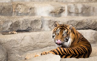 Картинка тигр, суматранский, кошка, взгляд, язык