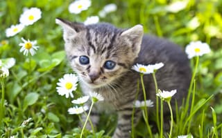 Картинка цветы, мордочка, взгляд, ромашки, котенок, малыш