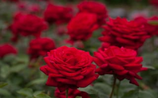 Обои розы, боке, красные розы