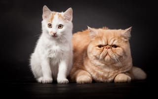 Обои кот, друганы, друзья, кошки, котенок, белый, рыжий, темный, персидский, пара