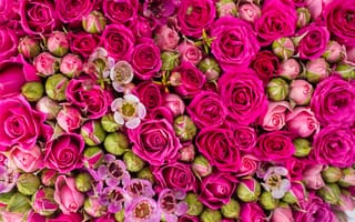 Картинка цветы, розовые, роз, бутоны, розы, пинк