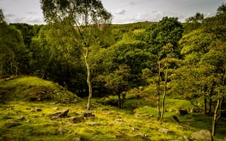 Картинка трава, peak district national park, великобритания, longshaw estate, зелень, лето, деревья, камни