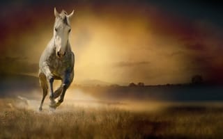 Картинка лошадь, белая, бег, конь, трава, поле