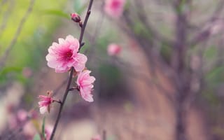 Картинка дерево, сакура, весна, бутоны, фокус камеры, розовый, размытость, веточка, макро, нежность, япония, цветок
