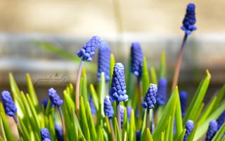 Картинка цветы, май, макро, синие, весна, мускари