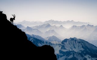 Картинка горы, швейцария, vanilla noir, альпы, козел, горный