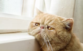 Картинка кот, ожидание, экзот, окно, рыжий кот, экзотическая короткошёрстная кошка