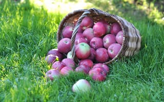 Картинка трава, фрукты, корзина, яблоки
