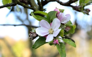 Обои ветка, яблоня, макро, весна