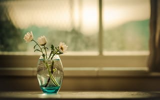 Картинка цветы, ромашки, ваза, букет, окно