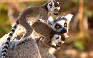 Картинка лемуры, madagascar, lemur, mammal, лемур, мадагаскар, млекопитающее