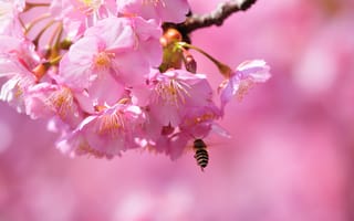 Картинка цветение, весна, flowering trees, сакура, макро, blossom, spring, пчела, bee