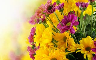 Картинка цветы, букет, flowers, хризантемы, chrysanthemums, bouquet