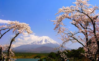 Картинка деревья, весна, гора, фудзияма, озеро, япония, сакура