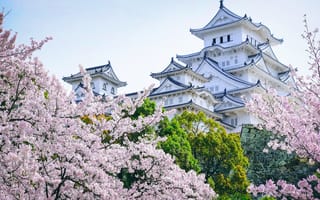 Картинка деревья, замок, сакура, япония, пагода