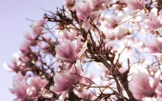 Картинка цветы, розовые, цветение, весна, дерево, магнолия