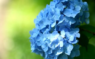 Картинка цветы, гортензия, соцветие, макро, голубые