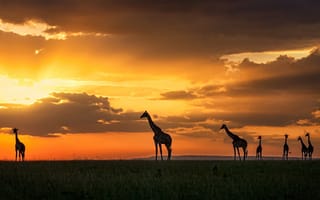 Картинка закат, kenya, masai mara, жирафы