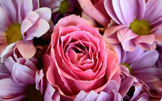 Картинка цветы, герберы, букет, розовые красивые, розы