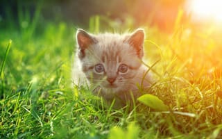 Обои глаза, кот, кошка, трава, взгляд, котенок
