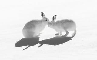 Картинка снег, природа, kiss, тень, mountain hare, зайцы