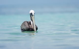 Картинка природа, пеликан, птица, pelican