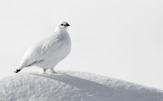 Картинка снег, ptarmigan, птица, куропатка, белая